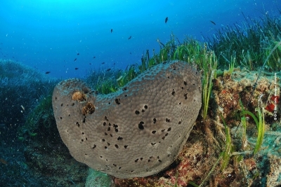 Avis de recrutement pour un poste d’assistant(e) à la mise en œuvre du Programme Biodiversité Avis de recrutement pour un poste d’assistant(e) à la mise en œuvre du Programme Biodiversité