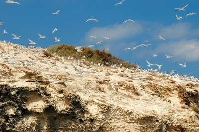 Appel à consultation pour élaborer une stratégie nationale post-2020 pour les aires marines et côtières protégées (AMCP) et autres mesures de conservation efficace (AMCE) en Libye Appel à consultation pour élaborer une stratégie nationale post-2020 pour les aires marines et côtières protégées (AMCP) et autres mesures de conservation efficace (AMCE) en Libye