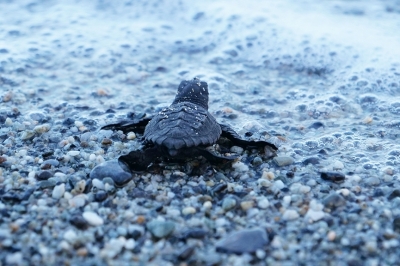 Appel à consultation sur la surveillance de l'Indicateur Commun candidat 24 en Libye Appel à consultation sur la surveillance de l'Indicateur Commun candidat 24 en Libye