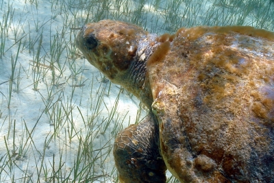 Appel à consultation pour l’élaboration et la mise en œuvre d’une Stratégie Opérationnelle Nationale pour le suivi de l’Indicateur Candidat 24 en Égypte Appel à consultation pour l’élaboration et la mise en œuvre d’une Stratégie Opérationnelle Nationale pour le suivi de l’Indicateur Candidat 24 en Égypte