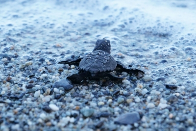 Consultation pour la refonte du site web du SPA/RAC Consultation pour la refonte du site web du SPA/RAC