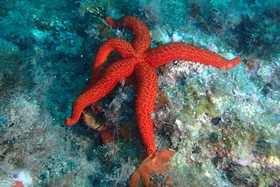 Relance: Consultations pour la mise à jour du plan d’action national de lutte contre la pollution en Tunisie et l’élaboration du bilan de base national d’émissions/rejets de polluants Relance: Consultations pour la mise à jour du plan d’action national de lutte contre la pollution en Tunisie et l’élaboration du bilan de base national d’émissions/rejets de polluants