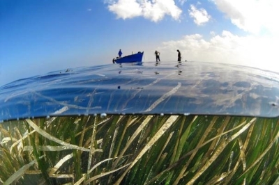 Appel à consultation pour une évaluation des solutions techniques fondées sur la nature visant à prévenir ou réduire l'impact des changements climatiques sur les écosystèmes côtiers et marins et à renforcer leur résilience Appel à consultation pour une évaluation des solutions techniques fondées sur la nature visant à prévenir ou réduire l'impact des changements climatiques sur les écosystèmes côtiers et marins et à renforcer leur résilience