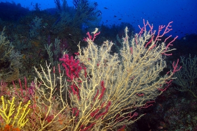 Appel à consultation pour l'élaboration d'un document régional sur les stratégies d'adaptation au changement climatique dans les zones côtières méditerranéennes Appel à consultation pour l'élaboration d'un document régional sur les stratégies d'adaptation au changement climatique dans les zones côtières méditerranéennes