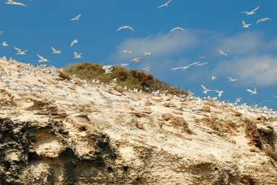 Appel à consultation pour l'élaboration d'un plan de gestion de l'île de Garah en Libye Appel à consultation pour l'élaboration d'un plan de gestion de l'île de Garah en Libye