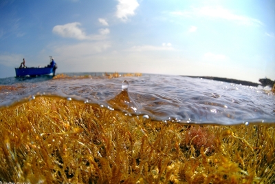 Appel à consultation : Identification d’indicateurs pour le cadre de suivi de l’évaluation de la mise en œuvre collective du Post-2020 SAPBIO, en cohérence avec le cadre de suivi du Cadre mondial pour la biodiversité de la CDB Appel à consultation : Identification d’indicateurs pour le cadre de suivi de l’évaluation de la mise en œuvre collective du Post-2020 SAPBIO, en cohérence avec le cadre de suivi du Cadre mondial pour la biodiversité de la CDB