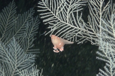 Appel à consultation : Lignes directrices détaillées pour des mesures de gestion efficaces des habitats obscurs Appel à consultation : Lignes directrices détaillées pour des mesures de gestion efficaces des habitats obscurs