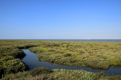 Appel à consultation pour l’élaboration d’un bilan diagnostic synthétique de l’état écologique de la zone marine et côtière des îles Kneiss en Tunisie Appel à consultation pour l’élaboration d’un bilan diagnostic synthétique de l’état écologique de la zone marine et côtière des îles Kneiss en Tunisie