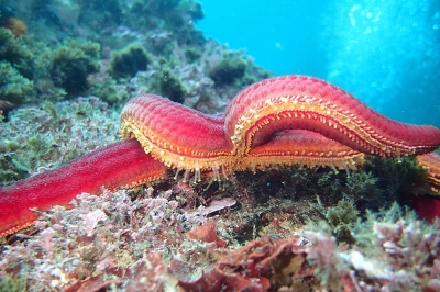 Appel à consultation pour élaborer une feuille de route sur l’Interface Science-Politique et soutenir la mise en œuvre de l’IMAP Appel à consultation pour élaborer une feuille de route sur l’Interface Science-Politique et soutenir la mise en œuvre de l’IMAP
